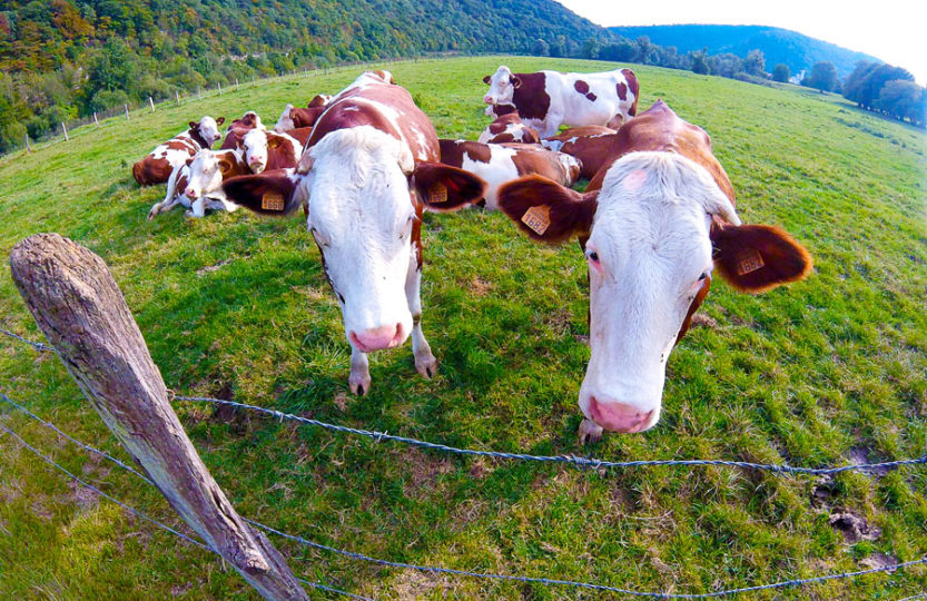 Les vaches en Franche-Comté