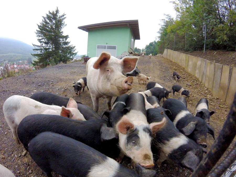 Des cochons en Slovénie sur la route de Koper